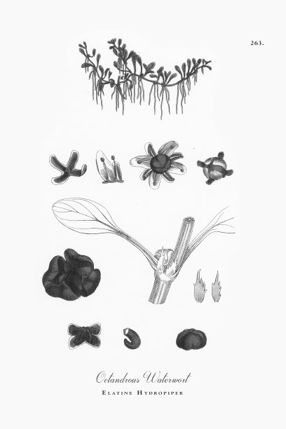 八角莲，伊拉蒂娜，维多利亚植物学插图，1863年图片下载