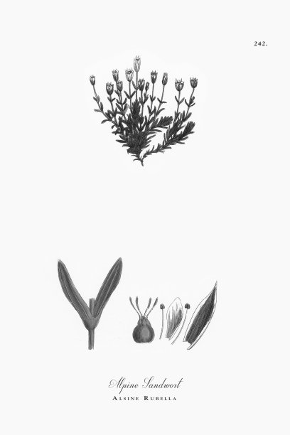 高山沙蒿，阿尔辛风疹，维多利亚植物学插图，1863年图片下载