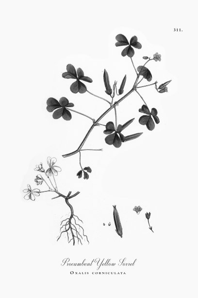 匍匐黄色酢浆草，酢浆草，维多利亚植物学插图，1863年图片下载