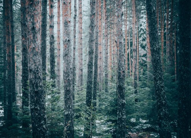 混合格林伍德森林。这张照片描绘的是幽暗朦胧的常绿松树林区。图片下载