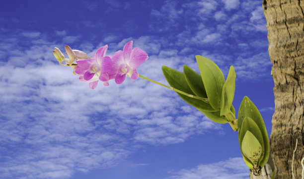美丽的紫兰花花。图片下载