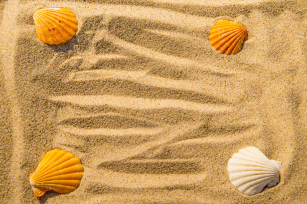 海滩上的贝壳图片下载