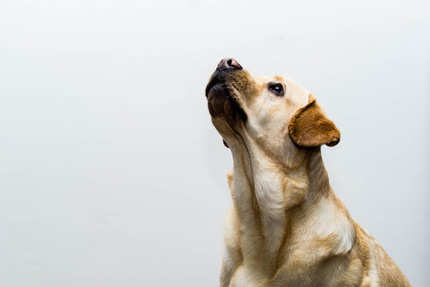 狗的样子图片下载