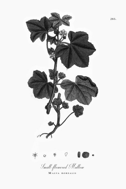 小花锦葵，北方锦葵，维多利亚植物学插图，1863年图片下载