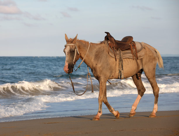 带着鞍的马沿着海洋行进图片下载