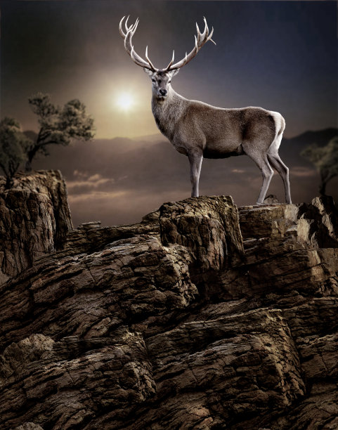 野生的鹿图片下载