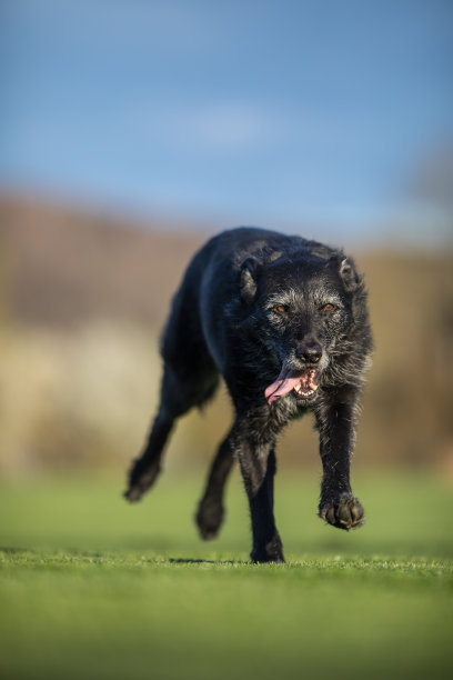 一张黑狗在户外快速奔跑的照片，图片下载