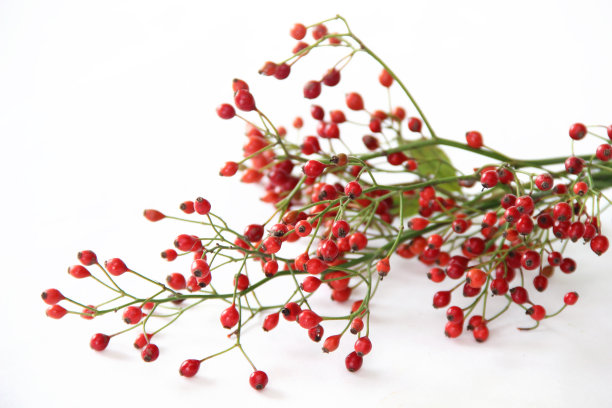 玫瑰果花束图片下载