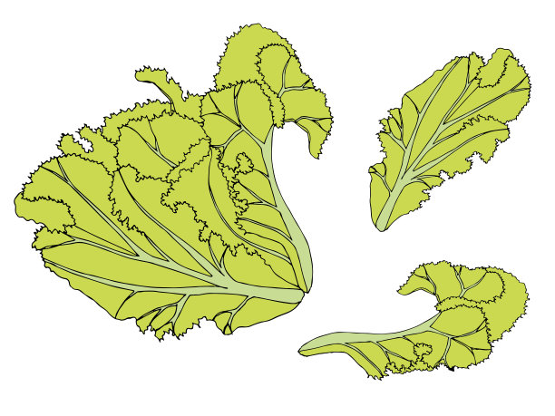 绿叶生菜手绘设计元素图片下载