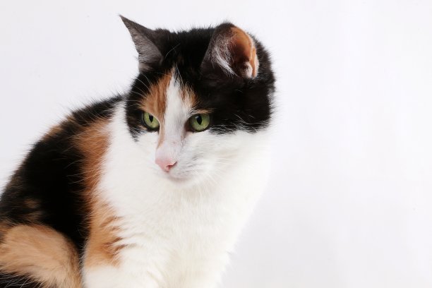 三色猫正坐在演播室里图片下载