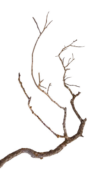 关闭干分支图片下载