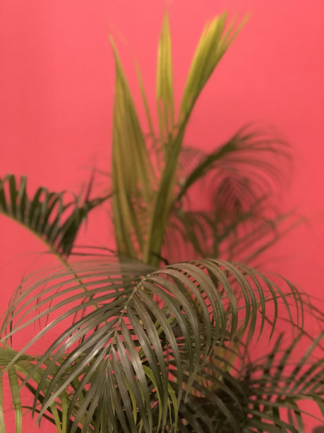 棕榈和粉红色图片下载