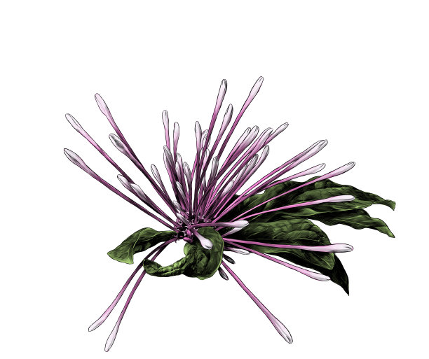 clerodendrum之花图片下载