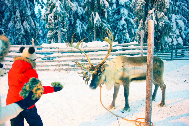 人们在芬兰拉普兰罗瓦涅米雪林喂驯鹿图片下载