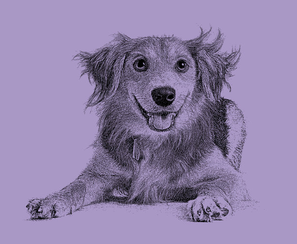 金毛寻回犬、柯利混种犬希望被收养图片下载