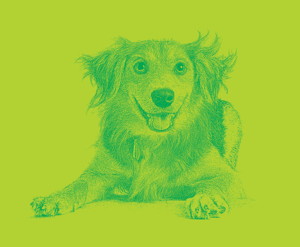 金毛寻回犬、柯利混种犬希望被收养图片下载