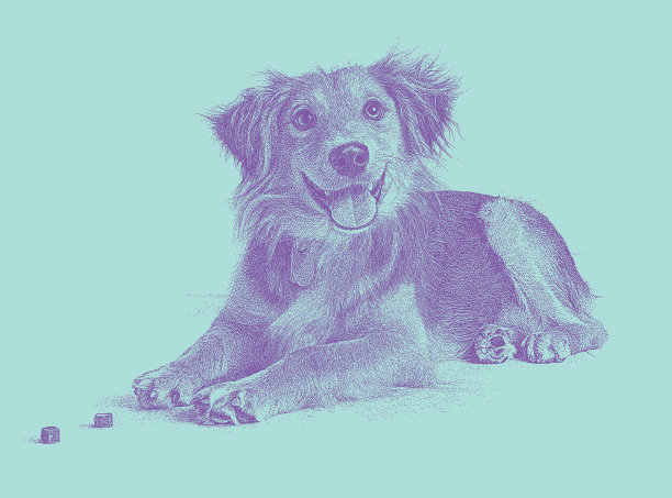 金毛寻回犬、柯利混种犬希望被收养图片下载