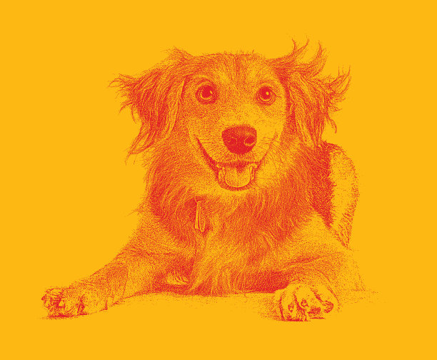 金毛寻回犬、柯利混种犬希望被收养图片下载