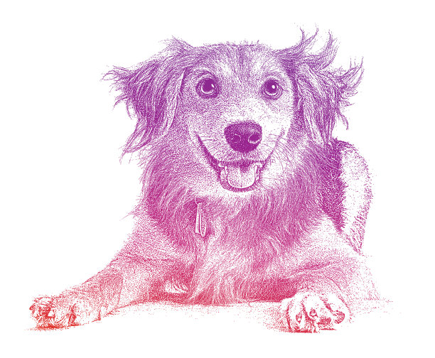 金毛寻回犬、柯利混种犬希望被收养图片下载