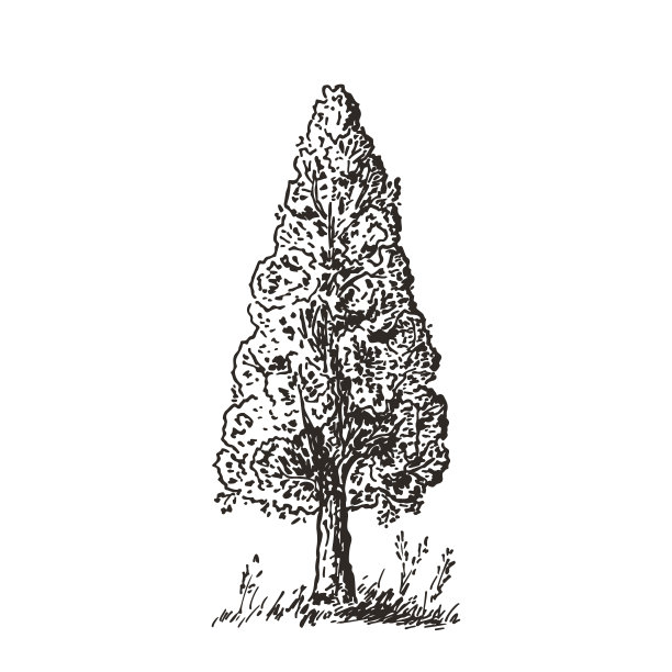 手绘树素描。黑白画。矢量图图片下载
