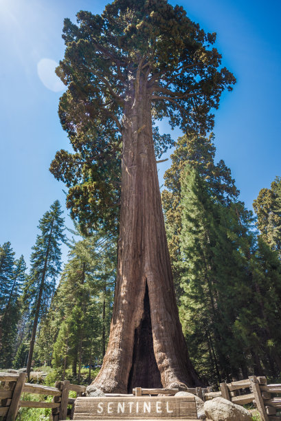 哨兵树，红杉森林国家公园图片下载