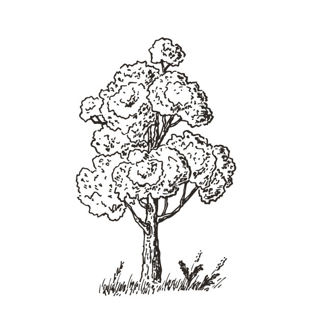 手绘树素描。黑白画。矢量图图片下载