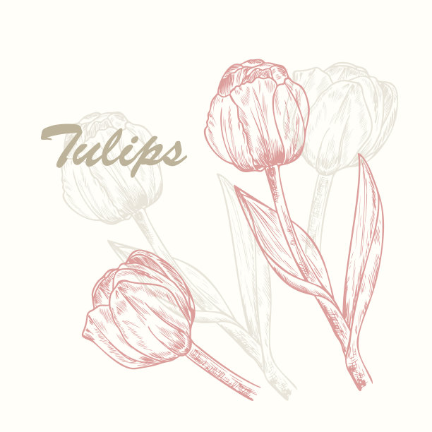 向量春花。花郁金香。手绘复古郁金香。墨水笔画画图片下载