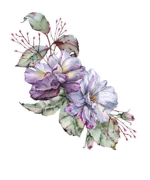 一束带叶子的玫瑰。孤立在白色背景上。图片下载