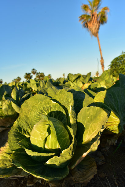 墨西哥巴哈的卷心菜田图片下载