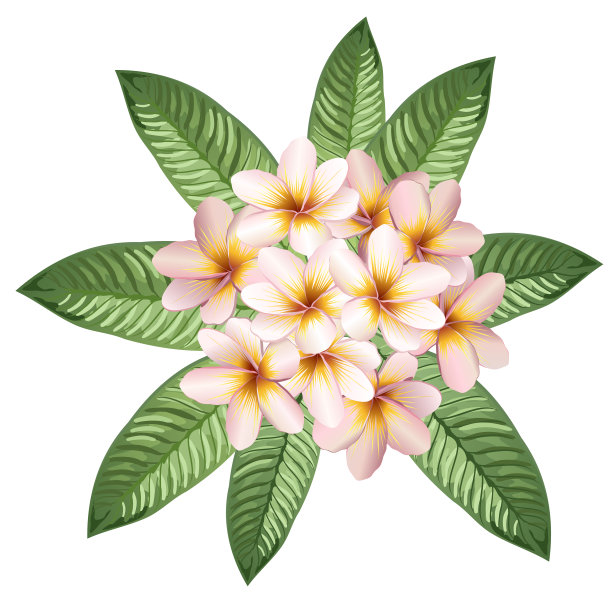 鸡蛋花(鸡蛋花)的花和叶，现实的矢量插图。图片下载