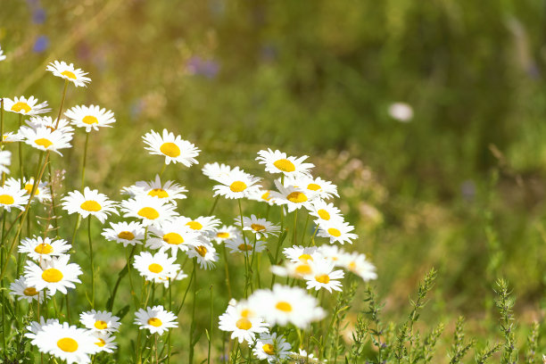 洋甘菊花田在森林图片与文字的地方图片下载