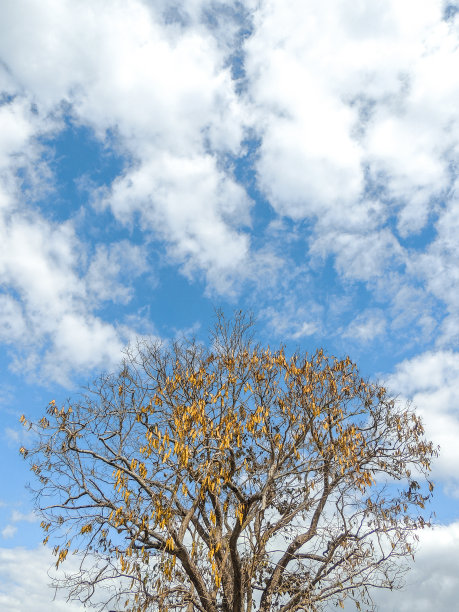 多云天空中的树图片下载
