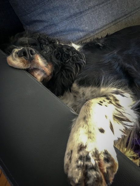 困了的狗在沙发上。有趣。图片下载