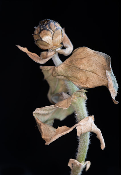 金盏草枯萎的花。怀旧，忧郁甚至死亡的概念。图片下载