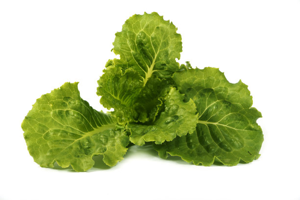 沙拉，生菜，孤立的白色背景。白底上的年轻沙拉。沙拉正在增长。图片下载