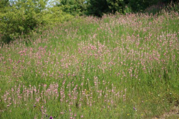 德国施拉迪兹湖，夏日里盛开着粉红色紫花苜蓿的草地图片下载