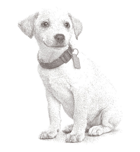 澳大利亚杂交牧羊犬幼犬希望被收养图片下载