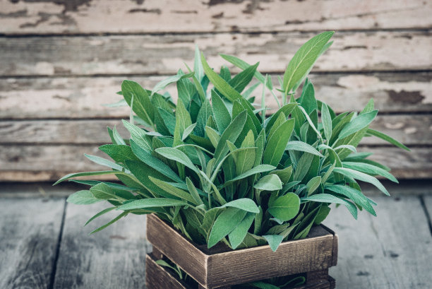 鼠尾草officinalis。鼠尾草叶子在旧木桌上。花园的圣人。乡村木箱和手工花边。复古的杂志图片。本空间图片下载