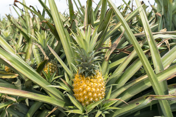 灌木上的菠萝水果素材图片