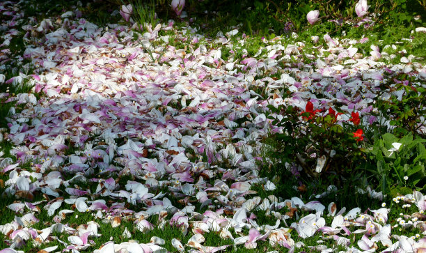 草坪上的木兰花瓣图片下载