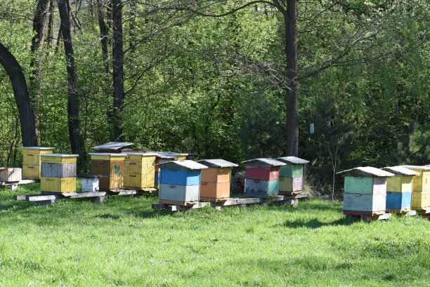 草地上的乡村木蜂箱图片下载