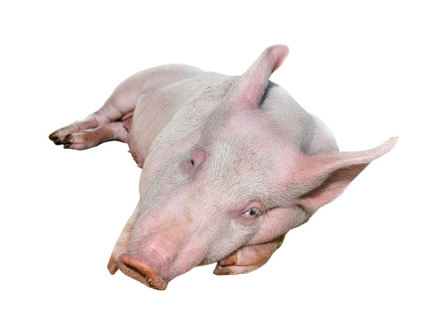 猪孤立在白色背景全长。非常有趣和可爱的粉红猪躺在它的一边，直视着相机。农场动物。小猪的鼻子近了。图片下载