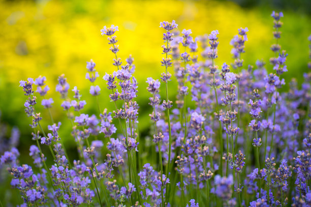 在阳光下的田野上的紫色薰衣草花的图片图片下载