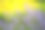 在阳光下的田野上的紫色薰衣草花的图片图片下载