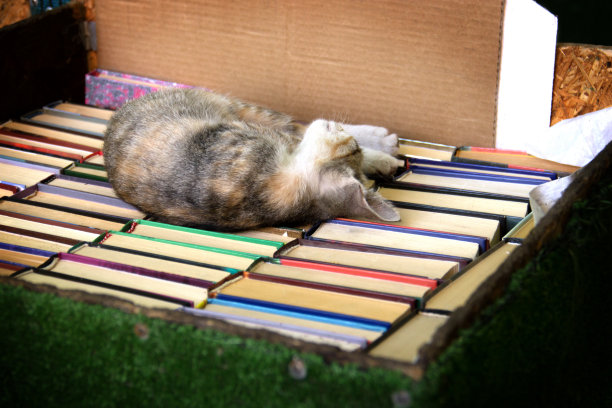 一只色彩鲜艳的小猫正甜蜜地睡在一盒书里图片下载