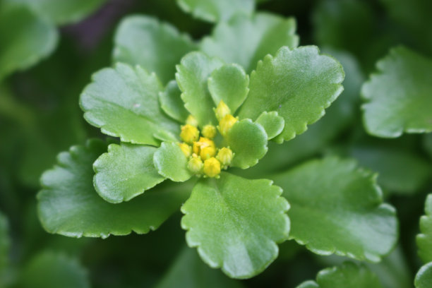 绿毯日本大戟图片下载