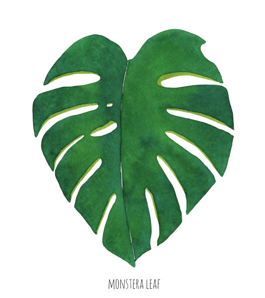 水彩龟背竹叶插画图片下载