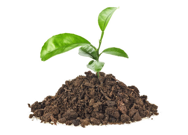 在白色背景的土壤腐殖质中柚子的幼苗图片下载