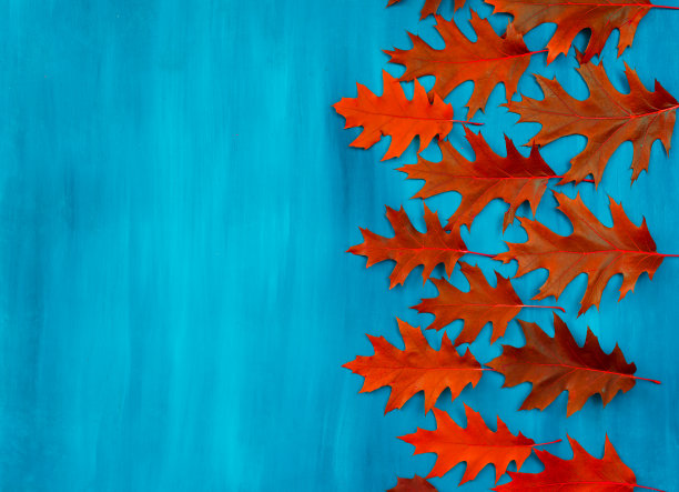 蓝色背景上的红色橡树叶子图案图片下载
