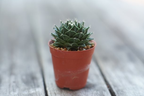 植物图片素材ID：319870002